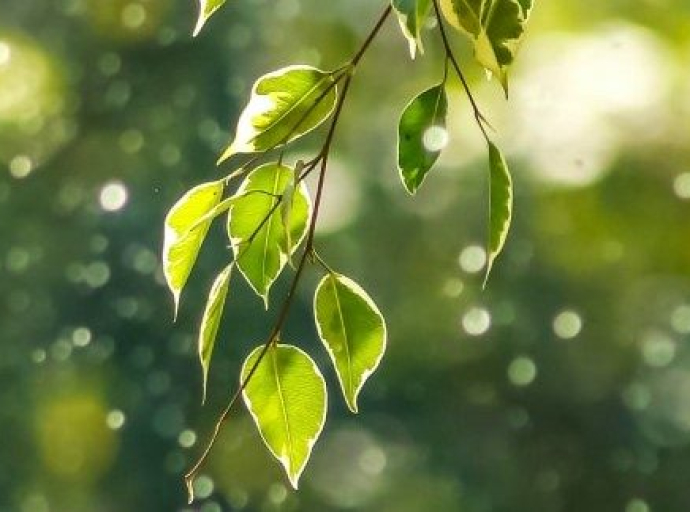 Well-being in a Sustainable Economy Revisited (WISER)